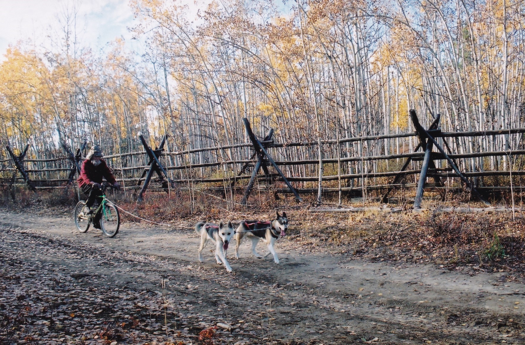 Mokka and Tonya of
         Seppala bicycle lead dog training