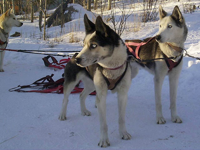 Yolanda of Seppala and Kolyma of Seppala, Markovo Seppala lead dogs
