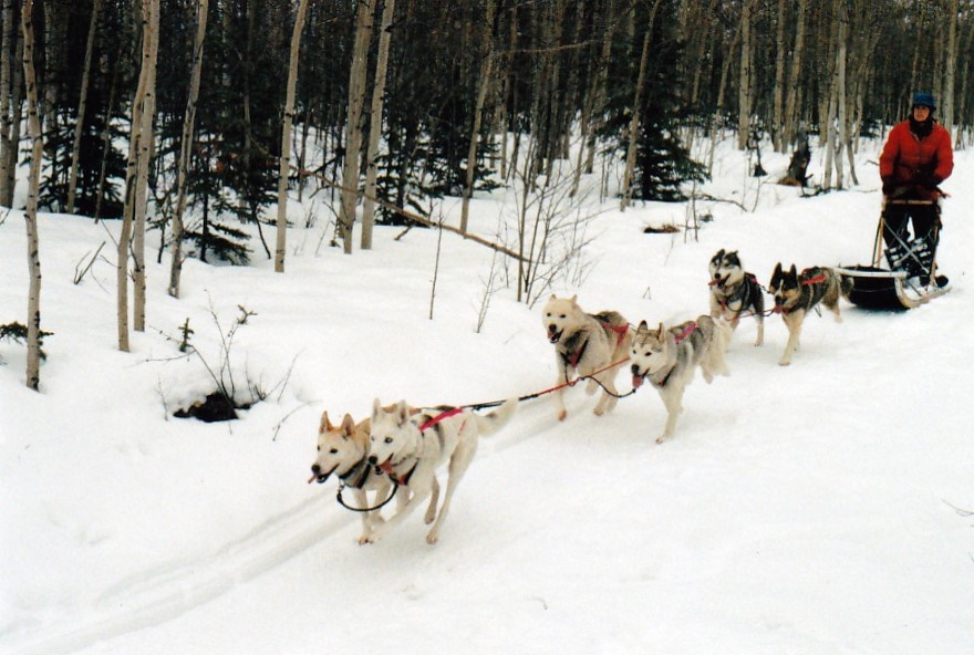 Seppalara and Sepalluna
         lead Isa Boucher's 6-dog team at Seppala Kennels, Yukon in 1997