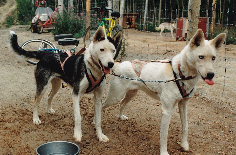 Yolanda of Seppala and Sepalluna, Seppala Kennels lead dogs