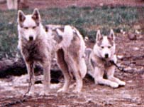 Helen and Holly of Markovo 1973, progeny of the Markovo Kennels rescue effort that saved the Leonhard Seppala strain from extinction and led ultimately to the Seppala Siberian Sleddog Project evolving breed programme in Canada's Yukon Territory.