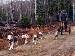 Kidron of Spirit Wind leads a puppy team in the Yukon