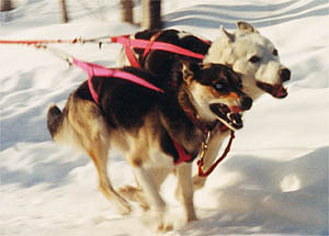 Tonya of Seppala and Sepalleo, Seppala lead dogs