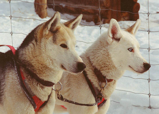 Sepallop and Sepalluna, Seppala Kennels
         leaders, after a run in winter 1995