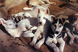 The historic LL litter of Seppala Siberian Sleddogs as puppies playing in their Spanish patio.