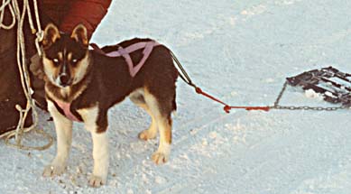 Tonya of Seppala, a 3-month-old Seppala Siberian Sleddog puppy, was easily taught to pull in harness at an exceptionally young age.