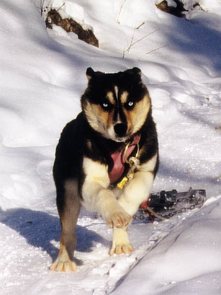 Tonya of Seppala in harness as a puppy
