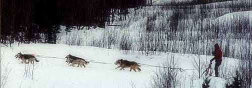A team of Seppala Siberian Sleddogs at twilight in Canada's Yukon Territory