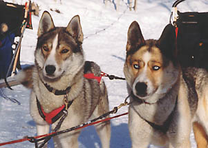 Markobosco and Xpace of Seppalta at wheel
         on a dog team at Seppala Kennels, Yukon